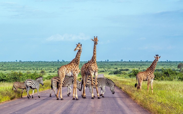 Kruger National Park, South Africa