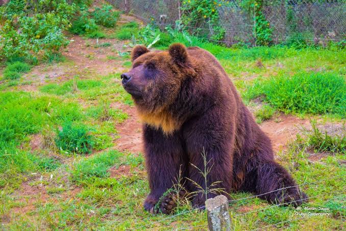 Oljogi bear