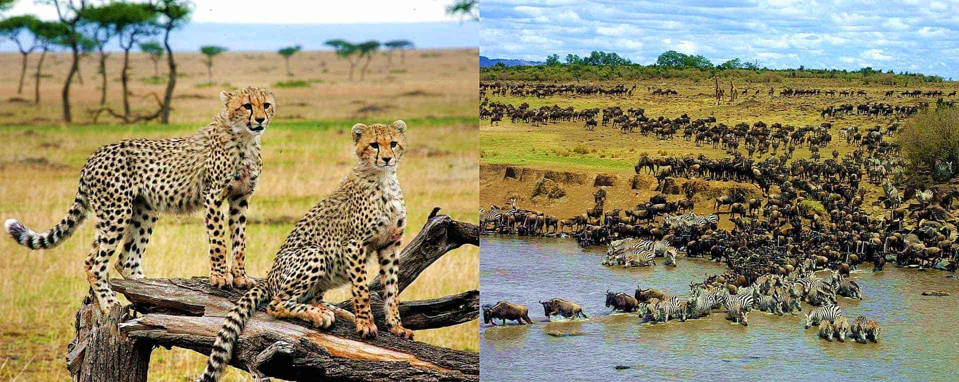 Maasai mara wild