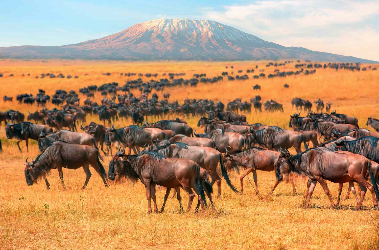 Maasai mara wild beast