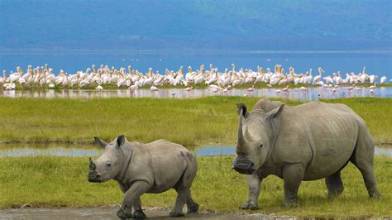 Lake Nakuru Rhino