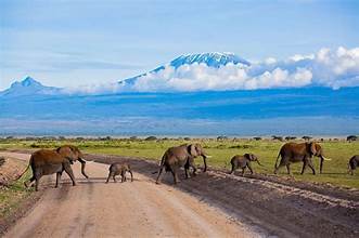 Amboseli Elephant
