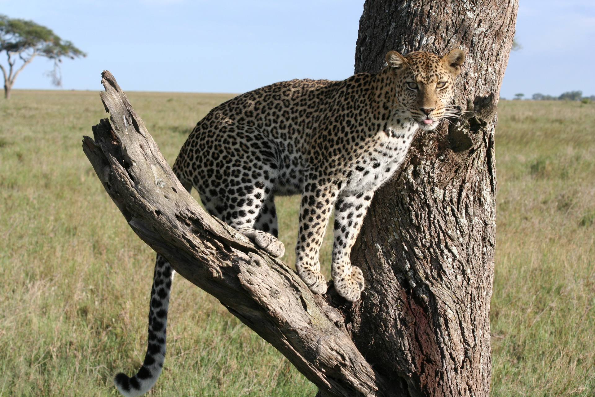 Serengeti Leopard