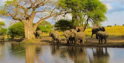 Tarangire Elephant