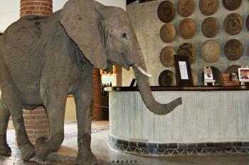 Elephant Walking through the Reception at Mfuwe Lodge