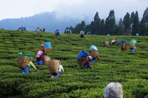 Darjeeling Tea Gardens