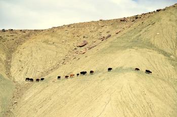 Nature is the best Aligner - Ladakh