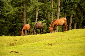 Horses grazing in the meadow of Kashmir