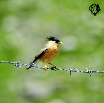 himalayan bird pic credit by:- dare the himalayas
