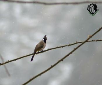 himalayan birds pic cdt. by :- DTH