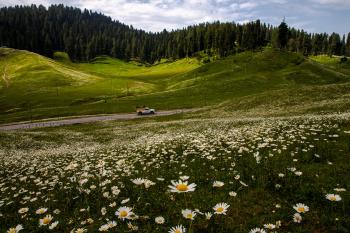 Gulmarg : the meadow  of flowers