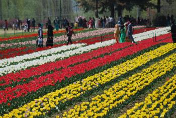 Tulip 🌷Gardan Srinagar