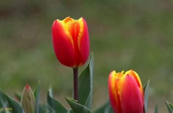 TULIP