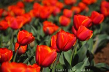 TULIP