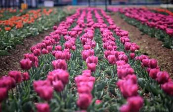 TULIP