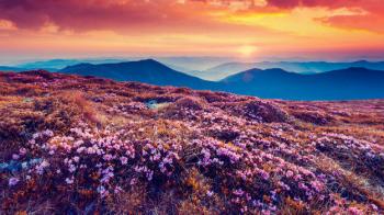 Valley of Flowers Treking