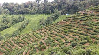 Darjeeling Tea Garden