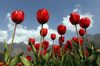 Tulip_Garden