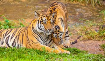 Ranthambhore