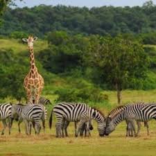 wildlife
