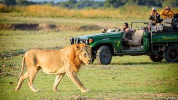 Game Drive in South Luangwa