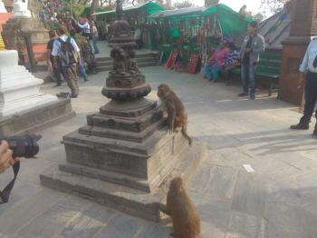 MONKEY TEMPLE
