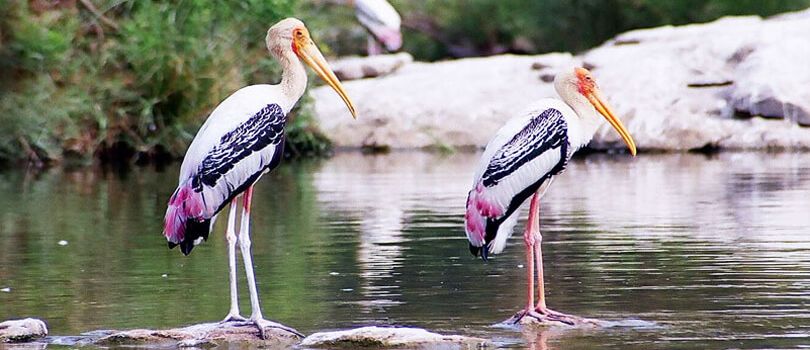 Top Tourist Places To Visit in Bharatpur