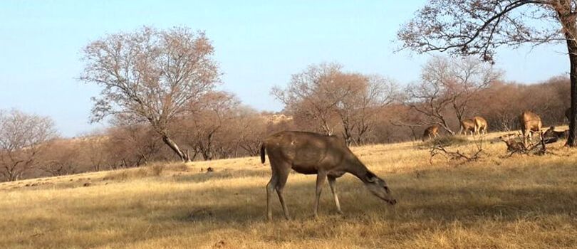 Top Tourist Places To Visit in Ranthambore