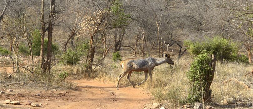 Top Tourist Places To Visit in Sariska