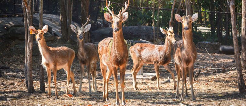 Top Tourist Places To Visit in Meerut