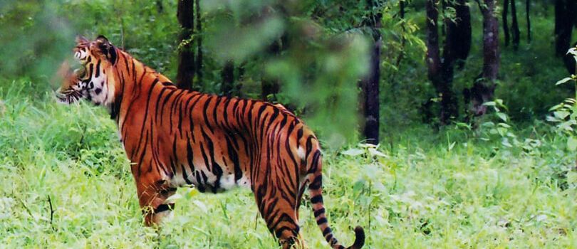 Top Tourist Places To Visit in Chikmagalur