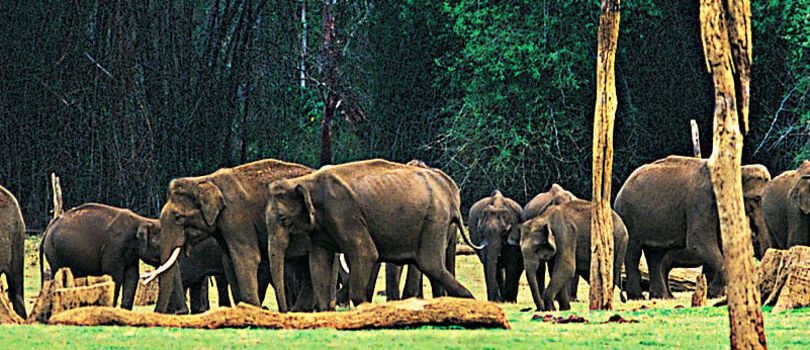 Top Tourist Places To Visit in Idukki