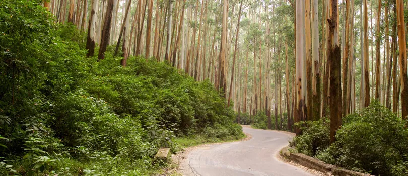 Top Tourist Places To Visit in Nilgiris