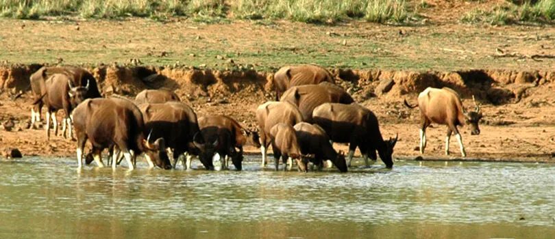 Top Tourist Places To Visit in Chandrapur