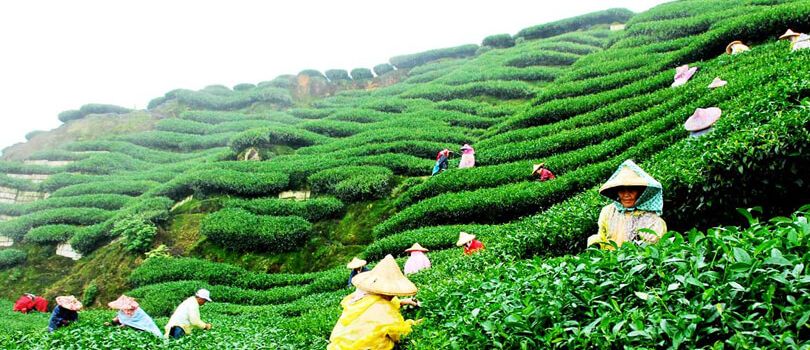 Top Tourist Places To Visit in Darjeeling