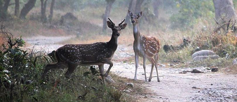 Top Tourist Places To Visit in Ramnagar