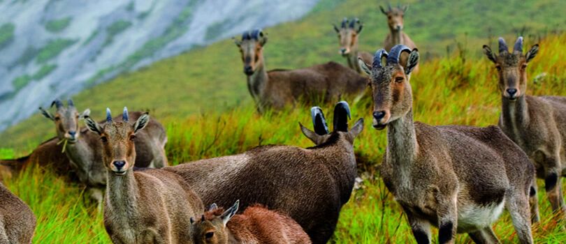 Top Tourist Places To Visit in Munnar