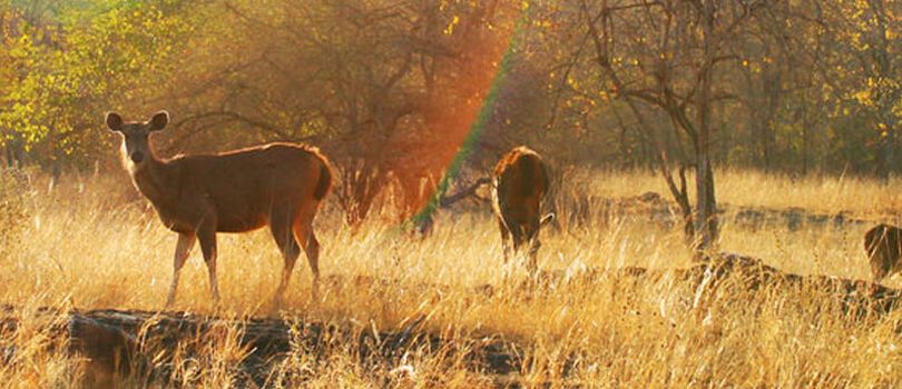 Top Tourist Places To Visit in Panna