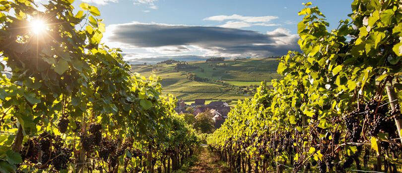 Top Tourist Places To Visit in Chur