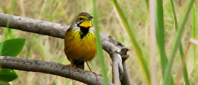 Top Tourist Places To Visit in Niumi