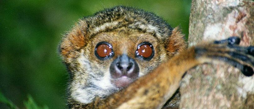 Top Tourist Places To Visit in Ranomafana