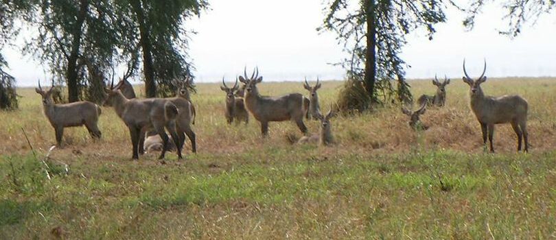 Top Tourist Places To Visit in Gorongosa