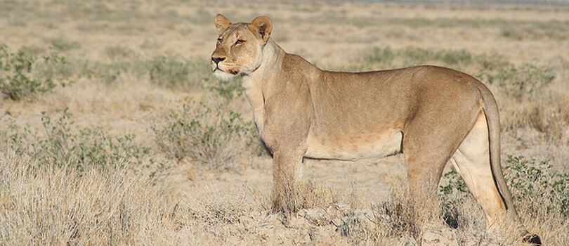 Top Tourist Places To Visit in Northwestern Namibia