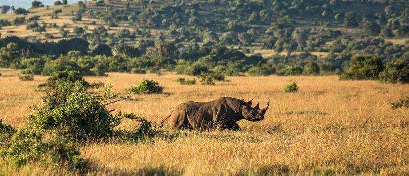 Top Tourist Places To Visit in Borana