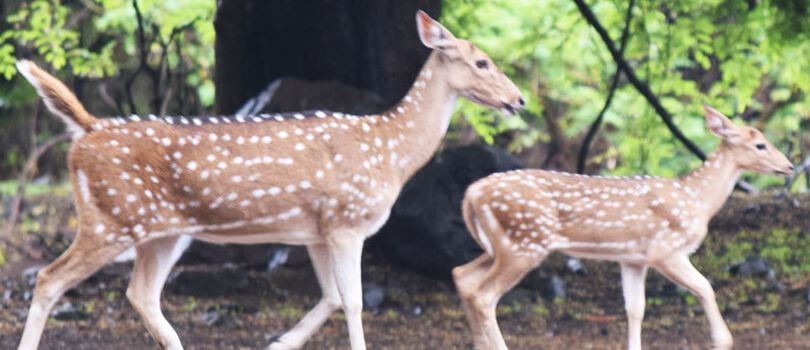 Top Tourist Places To Visit in Singrauli