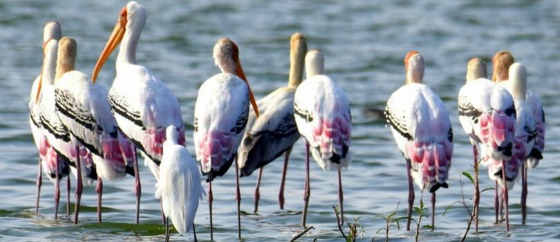 Top Tourist Places To Visit in Eluru