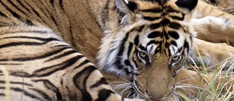 Top Tourist Places To Visit in Keibul Lamjao