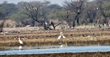Gurgaon Travel Guide