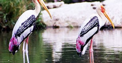 Bharatpur Travel Guide