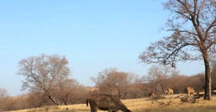 Ranthambore Travel Guide